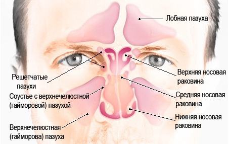 Строение и расположение придаточных (верхнечелюстных гайморовых) пазух носа