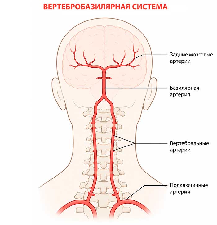 Вертебробазилярная система головного мозга