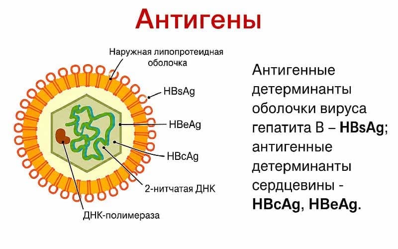Антигены вируса гепатита B