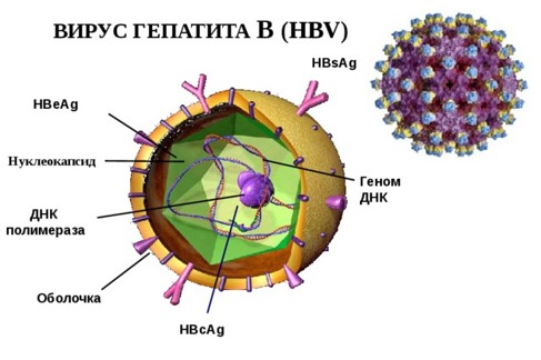 Строение вируса гепатита B
