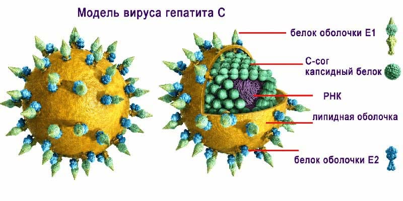 Модель вируса гепатита C: РНК, липидная оболочка и белки E1 и E2