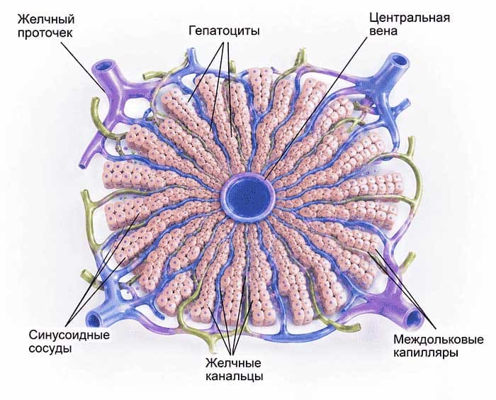 Схема строения печеночной дольки с гепатоцитами, синусоидными сосудами и центральной веной