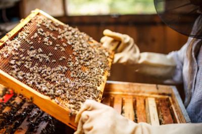 Мед, прополис, подмор и другие продукты пчеловодства
