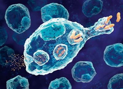 Макрофаг - специальнная иммунная клетка, очищающая организм