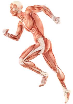 Нейромышечная амортизация - это система управления сокращением скелетных мышц для защиты суставов и позвоночника