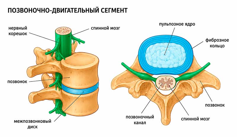 Позвоночно-двигательный сегмент